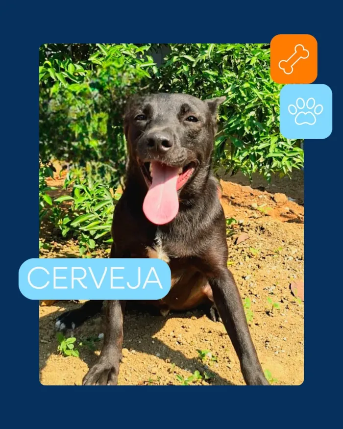 Campanha especial de adoção pet em Vila Velha - imagem 10