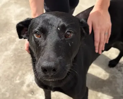 Feira de adoção em Jaraguá do Sul ocorre em 17 de outubro, das 9h às 12h, com cães e gatos à espera de um novo lar.