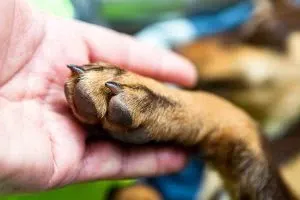 Evento de adoção responsável em São Paulo ocorre em 17 e 18 de outubro, reunindo cães, gatos, orientações e kits para novos tutores.