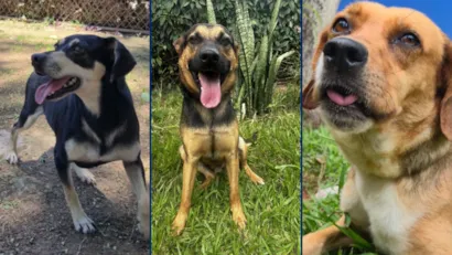 Feira de adoção de cães em Sorocaba nesta sexta-feira (16)