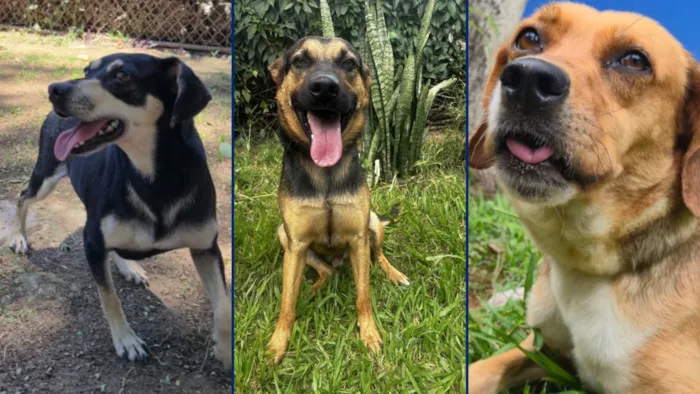 Feira de adoção de cães em Sorocaba no dia 16/10, das 10h às 13h30, na Ceagesp. Cães vacinados, castrados e microchipados disponíveis para adoção