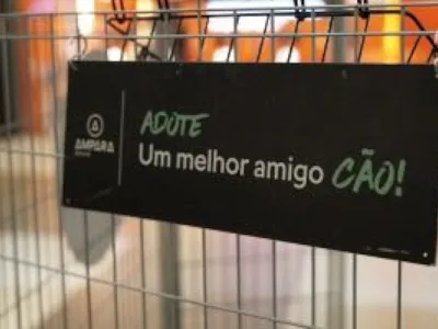 Feira de adoção de cães e gatos no Recife neste sábado
