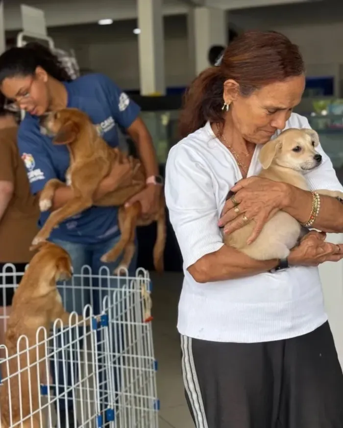 Feira de adoção de cães e gatos em Cabo Frio - imagem 4