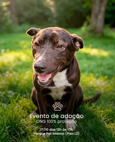Adoção de cães no Golden Square em São Bernardo do Campo