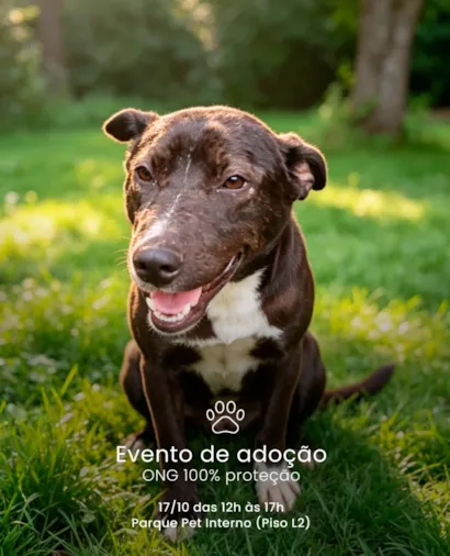 Adoção de cães no Golden Square em São Bernardo do Campo
