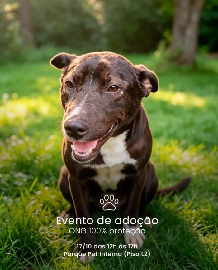 Evento de adoção em São Bernardo do Campo acontece em 17 de outubro, das 12h às 17h, com cães à espera de um lar responsável.