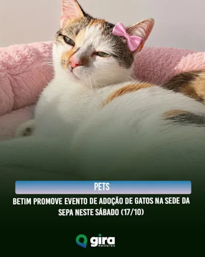 Adoção de gatos acontece em Betim neste sábado