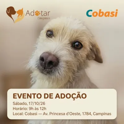 Evento de adoção de cães e gatos em Campinas