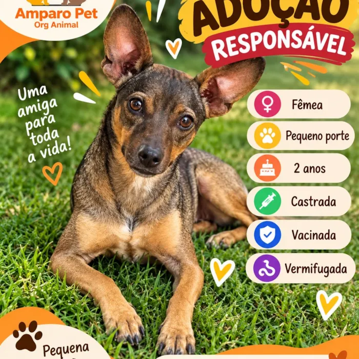 Evento de adoção da Amparo Pet em Uberlândia - imagem 2