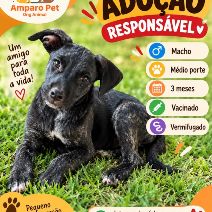 Evento de adoção da Amparo Pet em Uberlândia - imagem 3
