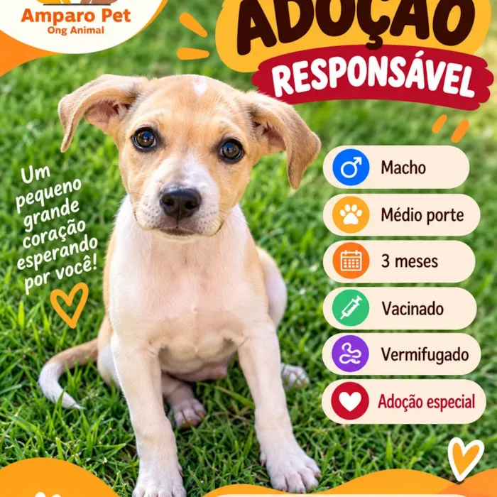 Evento de adoção da Amparo Pet em Uberlândia - imagem 4