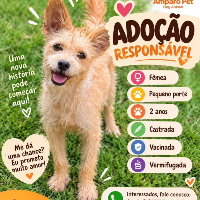 Evento de adoção da Amparo Pet em Uberlândia - imagem 5