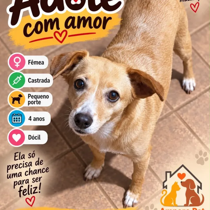 Evento de adoção da Amparo Pet em Uberlândia - imagem 6