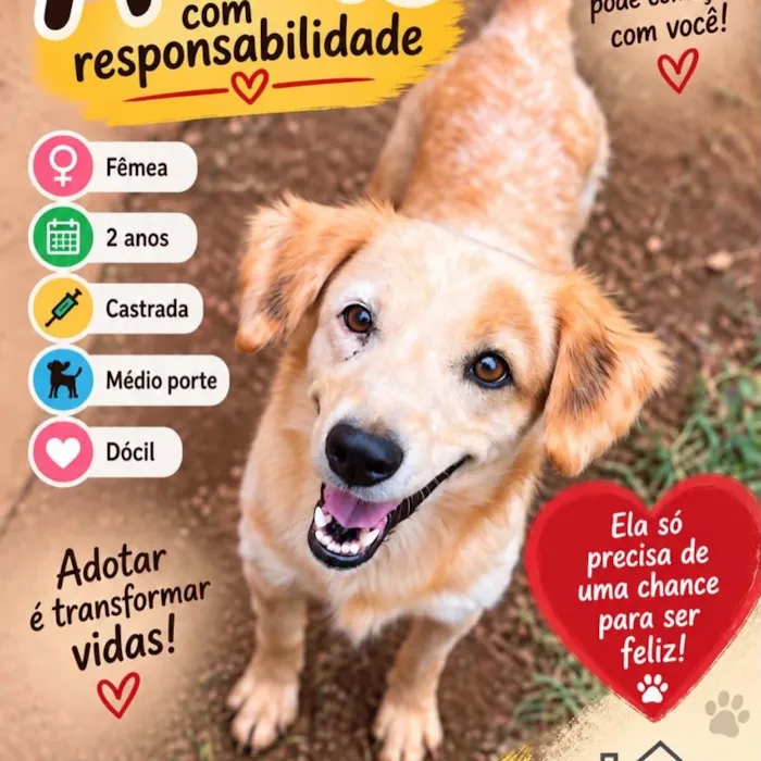 Evento de adoção da Amparo Pet em Uberlândia - imagem 7