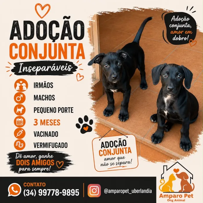 Evento de adoção da Amparo Pet em Uberlândia - imagem 8