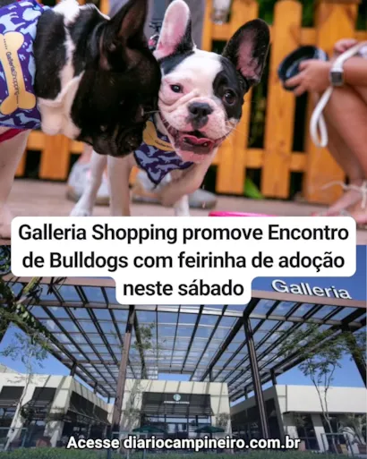 Feirinha de adoção em Campinas no Encontro Pet