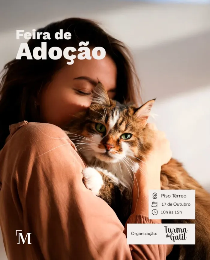 Feira de gatos em Joinville acontece em 17 de outubro, das 10h às 15h, no Shopping Mueller, com animais à espera de um lar.