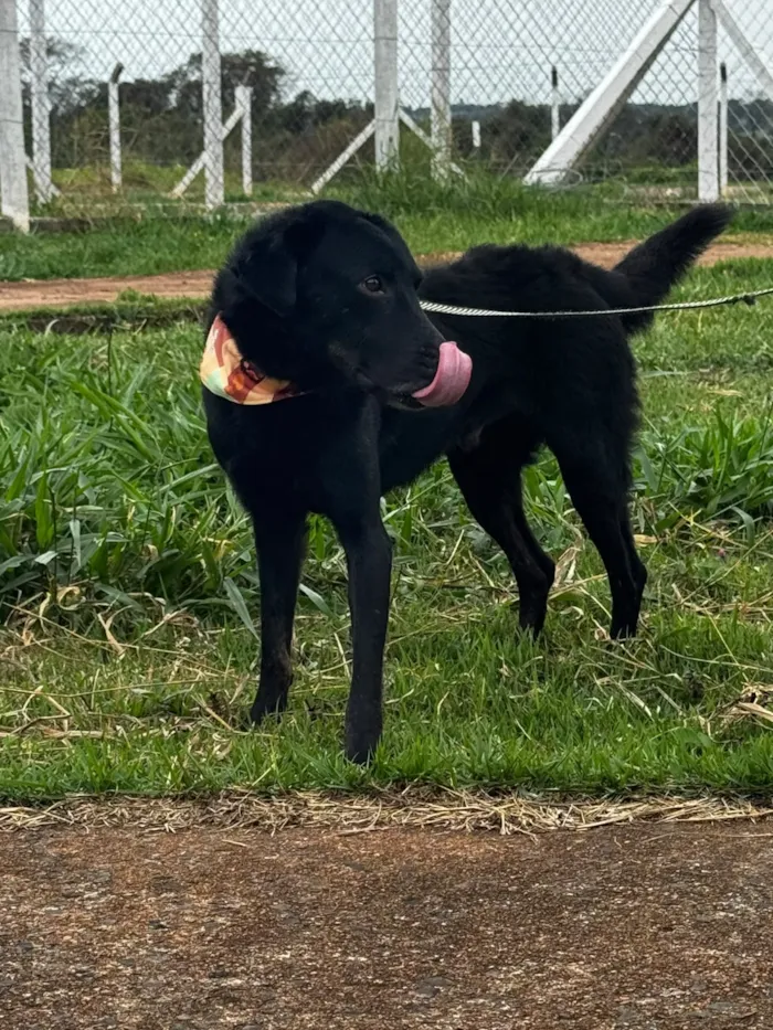 Feira de adoção de cães em São José do Rio Preto - imagem 2