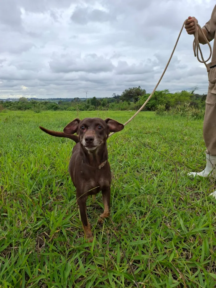 Feira de adoção de cães em São José do Rio Preto - imagem 3