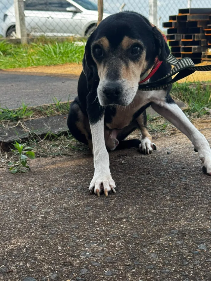 Feira de adoção de cães em São José do Rio Preto - imagem 4