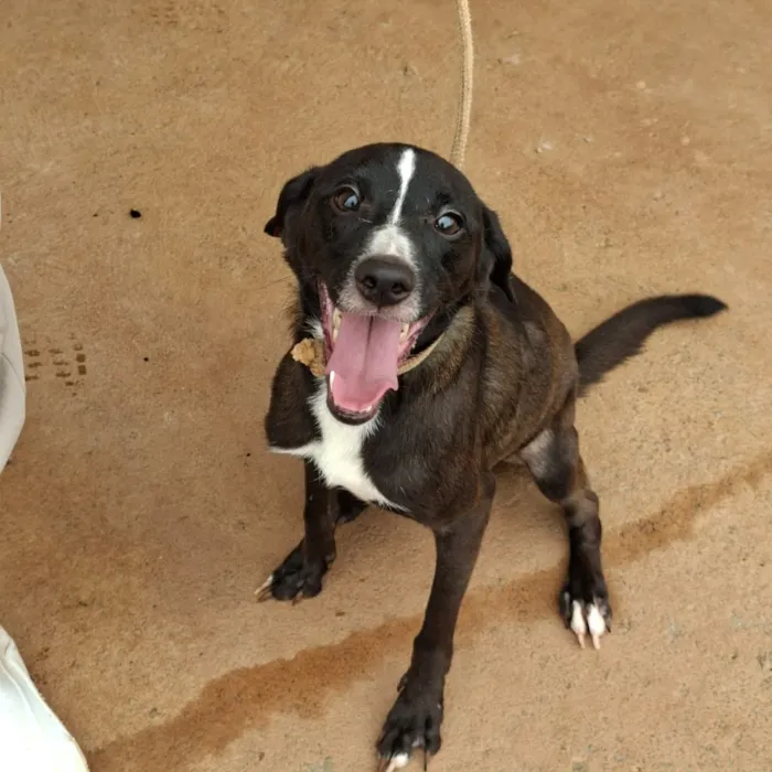 Feira de adoção de cães em São José do Rio Preto - imagem 5