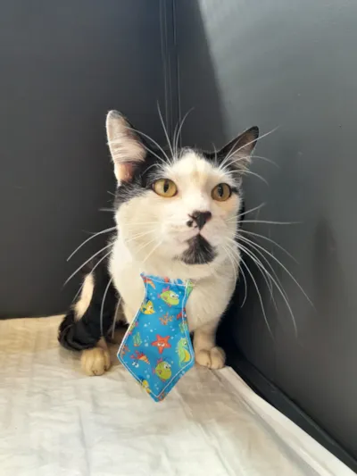 Adoção de cães e gatos no Shopping Santa Úrsula