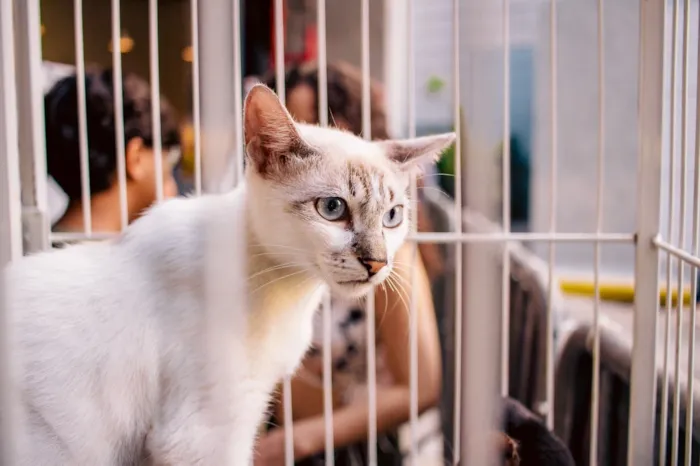Feira de adoção em Aracaju acontece em 17 de outubro, das 16h30 às 19h, no Shopping Jardins, com cães e gatos resgatados.