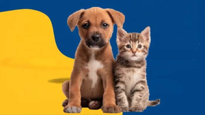 Feira de adoção em Marília acontece em 18 de outubro, das 8h às 11h, com cães e gatos resgatados, vacinados e castrados.