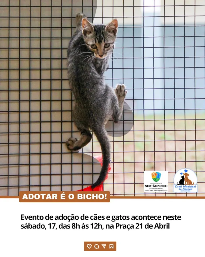 Evento de adoção de cães e gatos em Sertãozinho ocorre sábado, 17 de outubro, das 8h às 12h, com animais vacinados e castrados.
