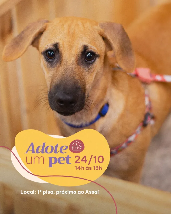 Evento de adoção de cães e gatos no Rio de Janeiro acontece em 24 de outubro, das 14h às 18h, com entrevista e adoção responsável.