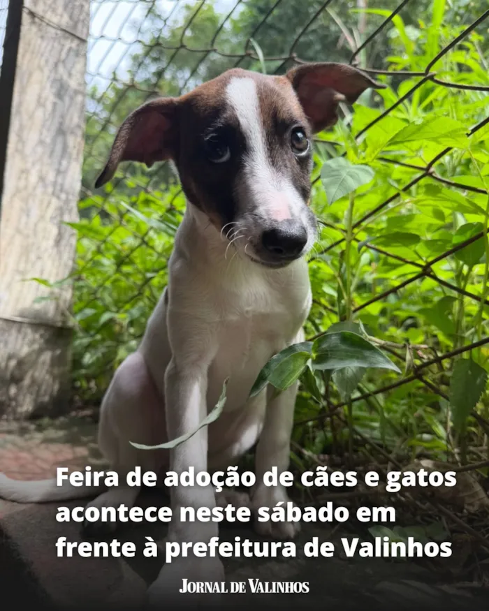 Feira de adoção em Valinhos ocorre sábado, 17 de outubro, das 9h às 12h, com filhotes de cães e gatos durante a Feira do Agricultor.