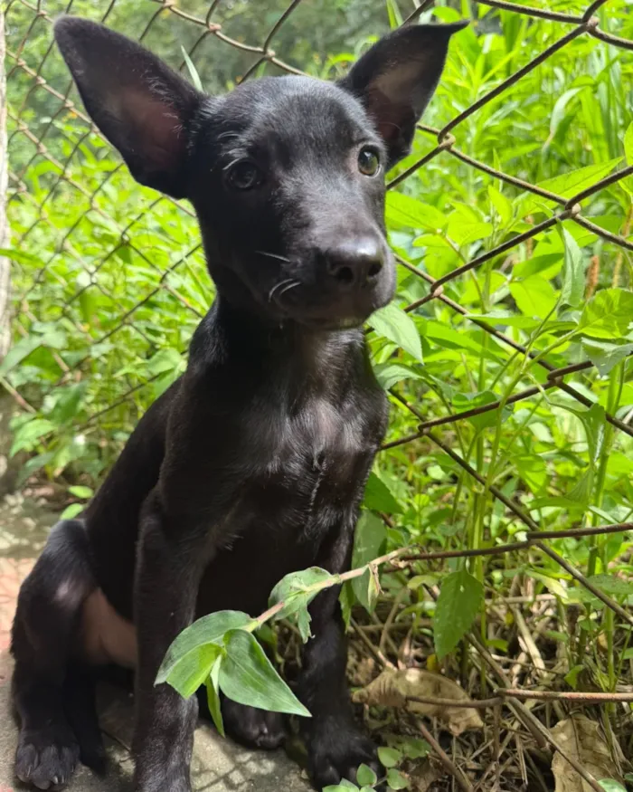 Adoção de cães e gatos em Valinhos neste sábado - imagem 3