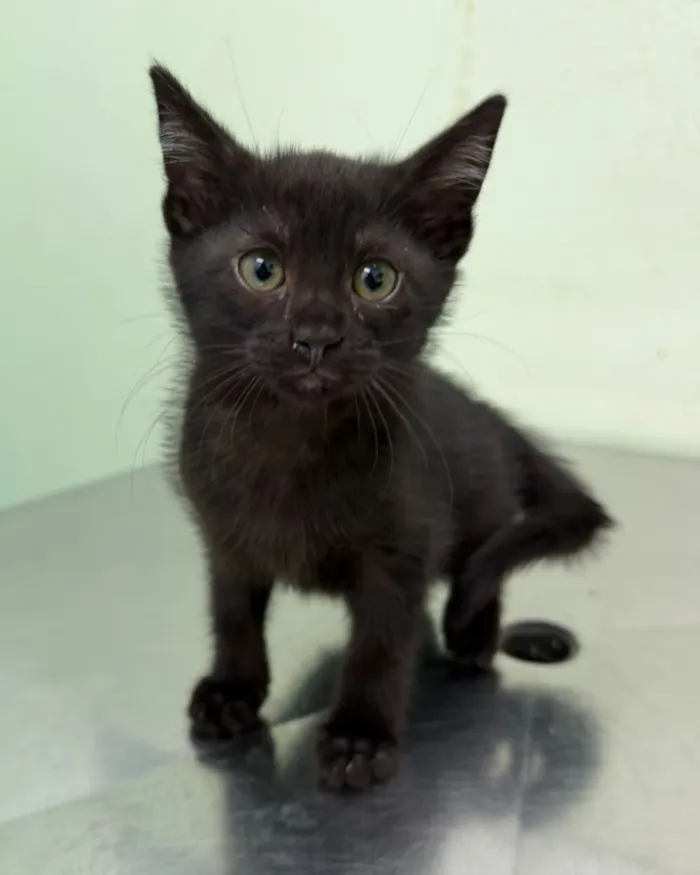 Adoção de cães e gatos em Valinhos neste sábado - imagem 4