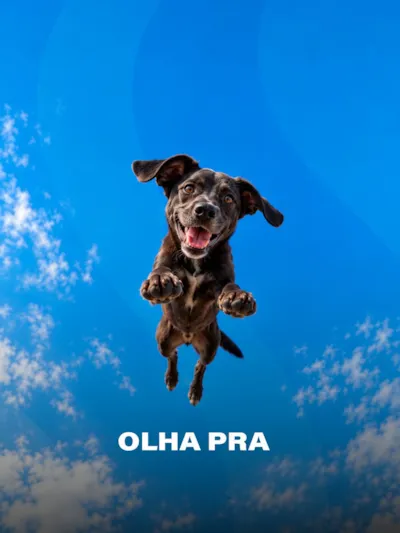 Evento para adoção responsável de cães em Osasco