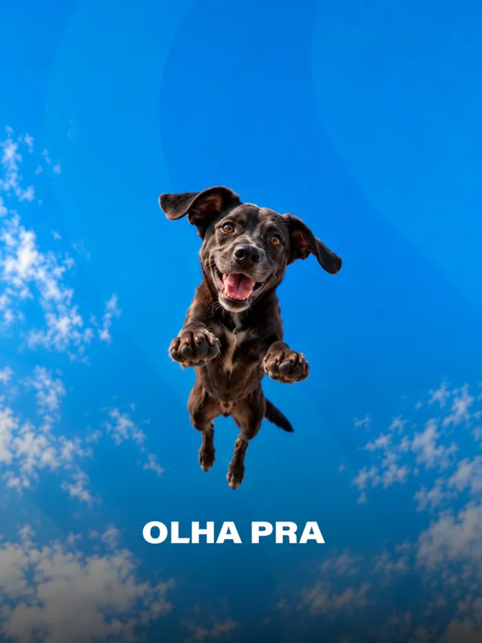 Evento de adoção em Osasco acontece em 24 de outubro, a partir das 8h30, no SuperShopping, com cães à espera de uma família.