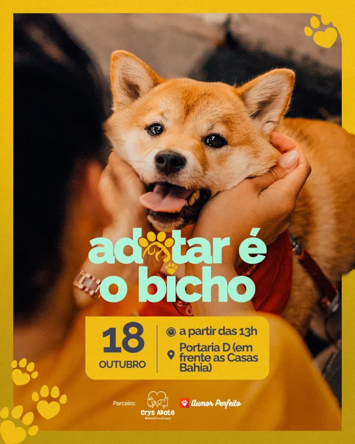 Feira de adoção em Vila Velha acontece em 18 de outubro, a partir das 13h, no Boulevard Shopping, com pets à espera de uma família.