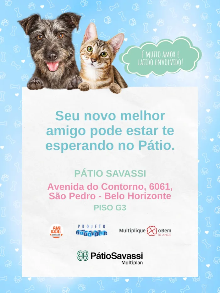 Evento Evento de adoção Amidog chega a Belo Horizonte