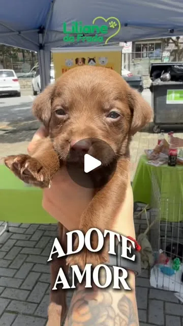 Feirinha de adoção em São Bernardo do Campo
