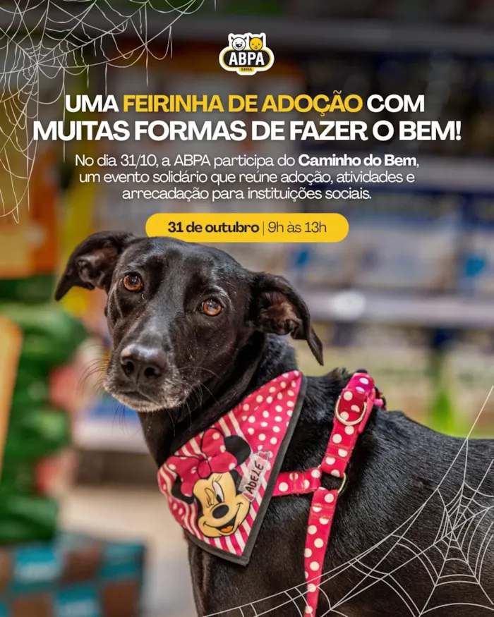 Feirinha de adoção em Salvador acontece em 31 de outubro, das 9h às 13h, com cães, gatos e atividades solidárias para ajudar instituições.