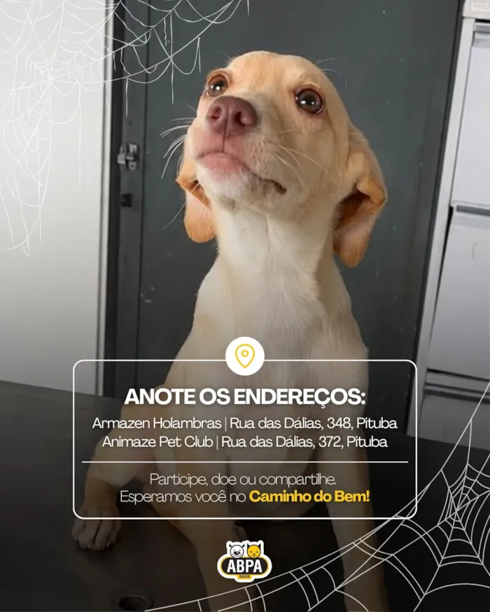 Feira de adoção no Caminho do Bem em Salvador - imagem 4