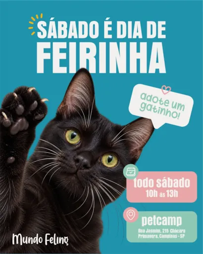 Feirinha de adoção Mundo Felino em Campinas