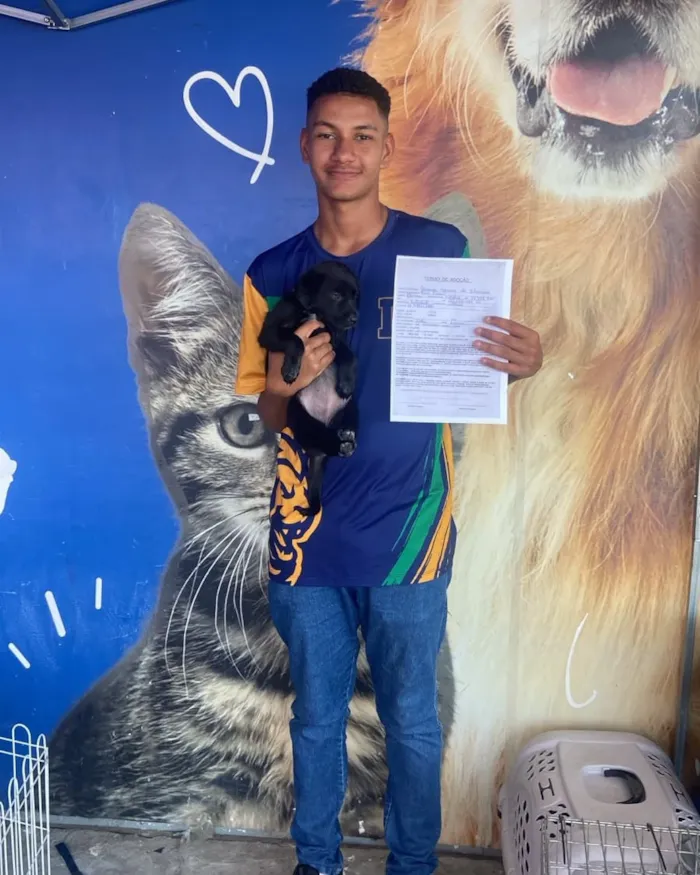 Feira de adoção de cães e gatos em São Pedro da Aldeia - imagem 3