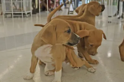 Feiras de adoção de cães em Betim neste sábado