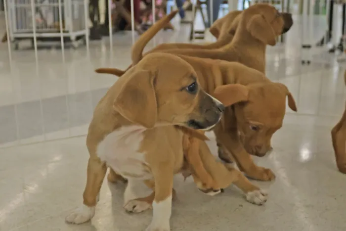 Betim recebe três feiras de adoção de cães neste sábado (17), a partir das 12h, com animais resgatados, vacinados e castrados.