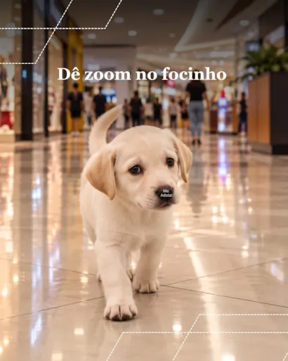 Adoção no Caxias Shopping, em Duque de Caxias
