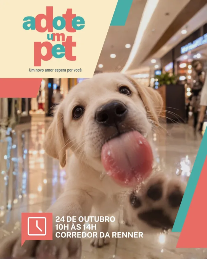 Adoção no Caxias Shopping, em Duque de Caxias - imagem 2