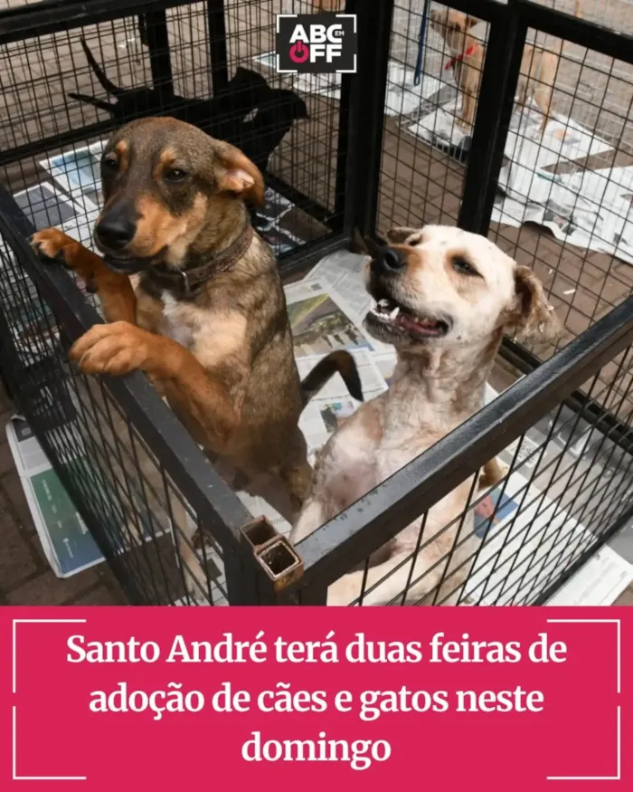 Duas feiras de adoção acontecem em Santo André neste domingo, 18 de outubro, reunindo cães e gatos que procuram um lar responsável.