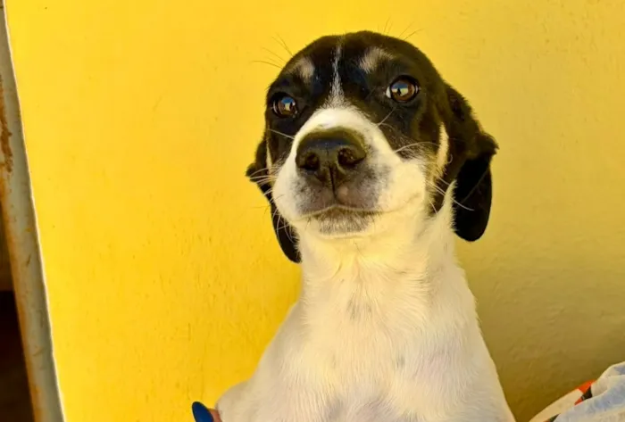 Feira de Adoção Pet no Shopping Pátio Higienópolis em São Paulo, em 24 de outubro, das 11h às 16h. Adote cães e gatos com responsabilidade. Saiba mais!