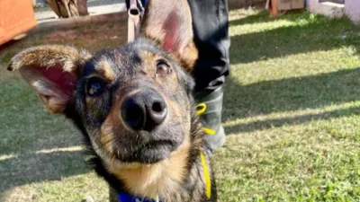 Adoção de cães em São José dos Campos neste sábado (24)