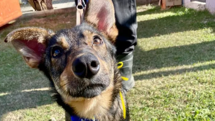 Feira de adoção de cães em São José dos Campos no sábado (24/10), das 09h às 17h. 55 animais disponíveis para adoção responsável.